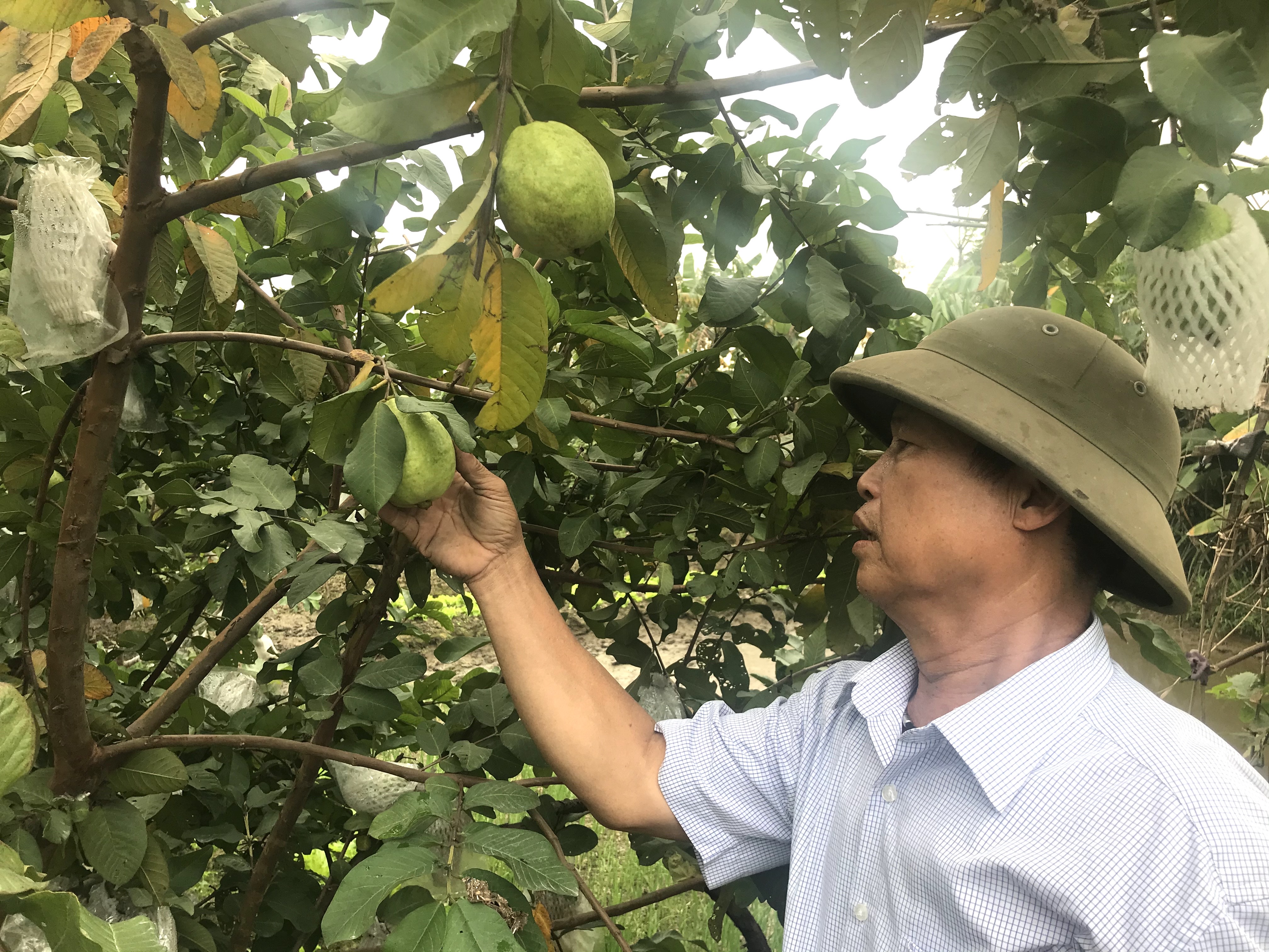 Hiệu quả bước đầu của cây ổi Lê Đài Loan trên đất Hồng Lĩnh.