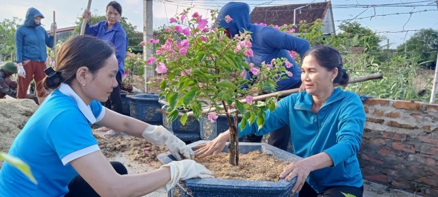 Chi hội phụ nữ TDP Thuận Tiến ra quân trồng cây hoa giấy và làm vệ sinh môi trường
